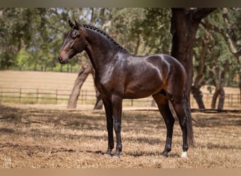 Lusitanos, Caballo castrado, 5 años, 166 cm, Castaño oscuro