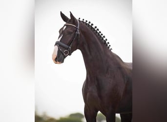 Lusitanos, Caballo castrado, 5 años, 166 cm, Negro