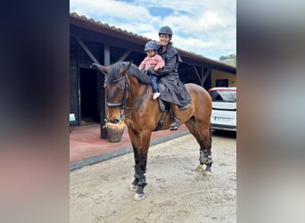 Lusitanos, Caballo castrado, 5 años, 167 cm, Castaño