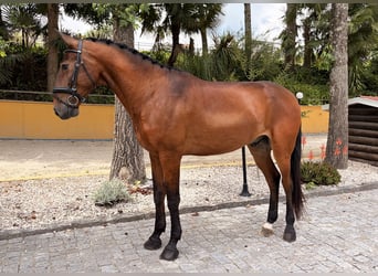 Lusitanos, Caballo castrado, 5 años, 167 cm, Castaño