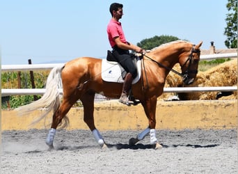 Lusitanos, Caballo castrado, 5 años, 167 cm, Palomino