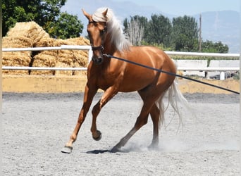 Lusitanos, Caballo castrado, 5 años, 167 cm, Palomino