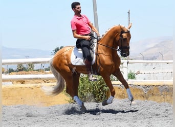 Lusitanos, Caballo castrado, 5 años, 167 cm, Palomino