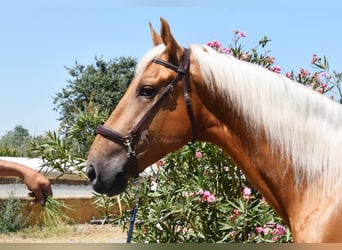 Lusitanos, Caballo castrado, 5 años, 167 cm, Palomino