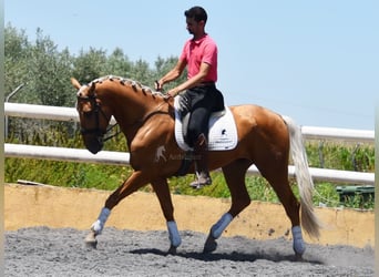 Lusitanos, Caballo castrado, 5 años, 167 cm, Palomino