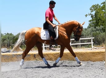 Lusitanos, Caballo castrado, 5 años, 167 cm, Palomino