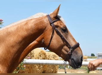 Lusitanos, Caballo castrado, 5 años, 167 cm, Palomino