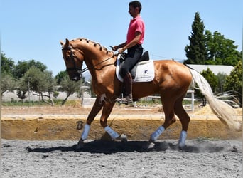 Lusitanos, Caballo castrado, 5 años, 167 cm, Palomino