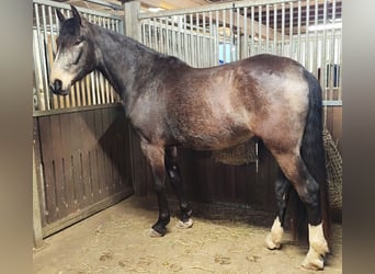 Lusitanos Mestizo, Caballo castrado, 5 años, 168 cm, Bayo