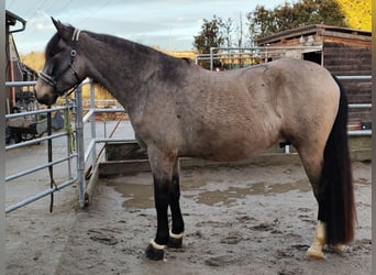 Lusitanos Mestizo, Caballo castrado, 5 años, 168 cm, Bayo