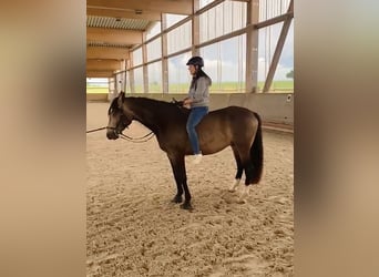 Lusitanos Mestizo, Caballo castrado, 5 años, 168 cm, Bayo