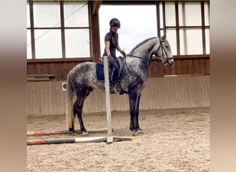 Lusitanos, Caballo castrado, 5 años, 168 cm, Tordo rodado