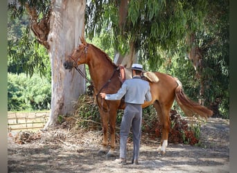 Lusitanos, Caballo castrado, 5 años, 170 cm, Alazán