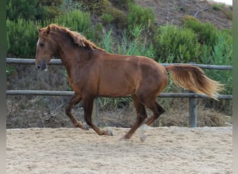 Lusitanos, Caballo castrado, 5 años, 170 cm, Alazán