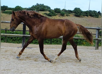 Lusitanos, Caballo castrado, 5 años, 170 cm, Alazán