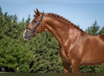 Lusitanos, Caballo castrado, 5 años, 170 cm, Alazán rojizo