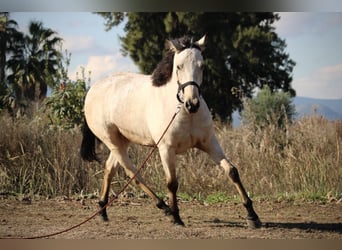 Lusitanos Mestizo, Caballo castrado, 5 años, 170 cm, Buckskin/Bayo