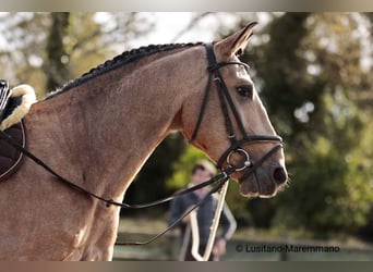 Lusitanos, Caballo castrado, 6 años, 152 cm, Buckskin/Bayo
