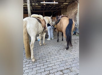 Lusitanos Mestizo, Caballo castrado, 6 años, 153 cm, Cremello