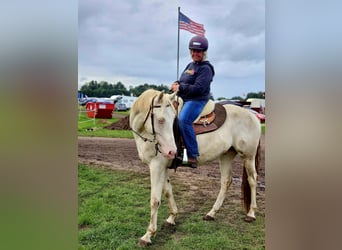 Lusitanos Mestizo, Caballo castrado, 6 años, 153 cm, Cremello