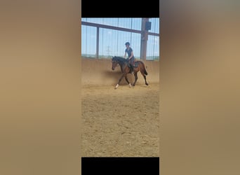 Lusitanos Mestizo, Caballo castrado, 6 años, 154 cm, Castaño oscuro