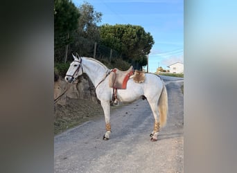 Lusitanos, Caballo castrado, 6 años, 154 cm, Tordo