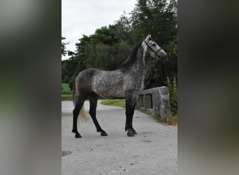 Lusitanos Mestizo, Caballo castrado, 6 años, 154 cm, Tordo rodado