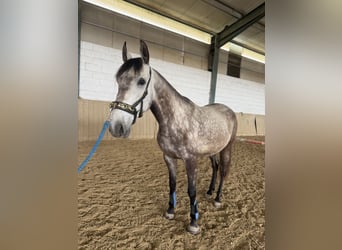Lusitanos, Caballo castrado, 6 años, 155 cm, Bayo