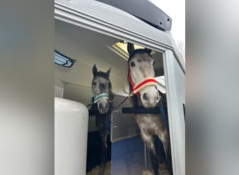 Lusitanos, Caballo castrado, 6 años, 155 cm, Bayo