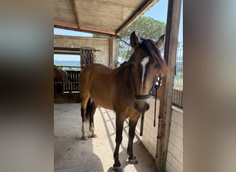 Lusitanos, Caballo castrado, 6 años, 158 cm, Buckskin/Bayo