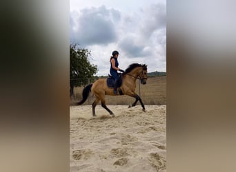 Lusitanos, Caballo castrado, 6 años, 158 cm, Buckskin/Bayo