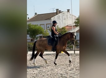 Lusitanos, Caballo castrado, 6 años, 158 cm, Buckskin/Bayo