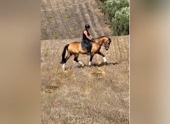 Lusitanos, Caballo castrado, 6 años, 158 cm, Buckskin/Bayo