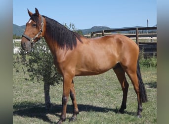 Lusitanos, Caballo castrado, 6 años, 158 cm, Castaño