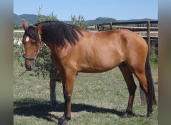 Lusitanos, Caballo castrado, 6 años, 158 cm, Castaño
