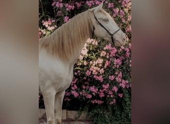 Lusitanos, Caballo castrado, 6 años, 158 cm, Cremello