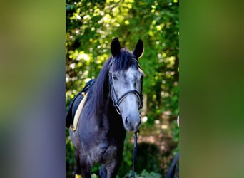 Lusitanos Mestizo, Caballo castrado, 6 años, 158 cm, Musgo