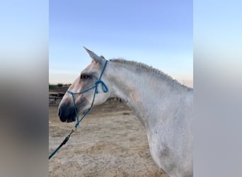 Lusitanos, Caballo castrado, 6 años, 158 cm, Tordo