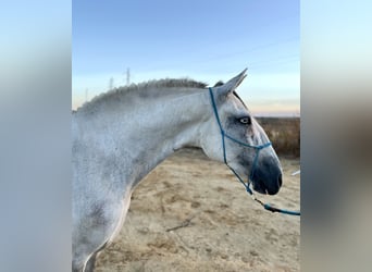 Lusitanos, Caballo castrado, 6 años, 158 cm, Tordo