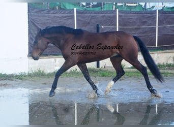 Lusitanos, Caballo castrado, 6 años, 159 cm, Castaño oscuro