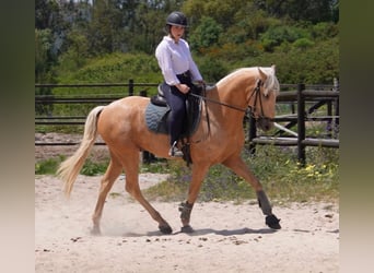 Lusitanos, Caballo castrado, 6 años, 159 cm, Palomino