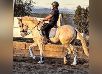 Lusitanos, Caballo castrado, 6 años, 160 cm, Cremello