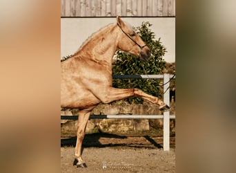 Lusitanos, Caballo castrado, 6 años, 160 cm, Palomino