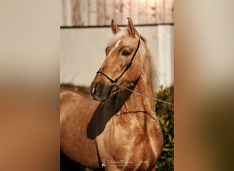 Lusitanos, Caballo castrado, 6 años, 160 cm, Palomino