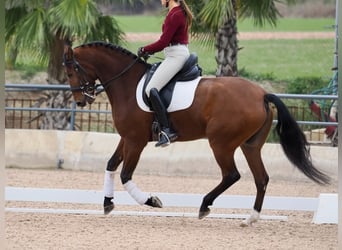 Lusitanos, Caballo castrado, 6 años, 161 cm, Castaño