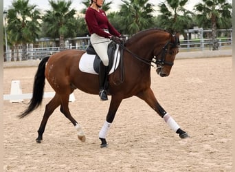 Lusitanos, Caballo castrado, 6 años, 161 cm, Castaño