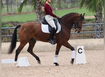 Lusitanos, Caballo castrado, 6 años, 161 cm, Castaño