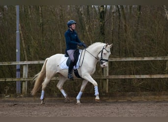 Lusitanos, Caballo castrado, 6 años, 161 cm, Cremello