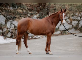 Lusitanos Mestizo, Caballo castrado, 6 años, 162 cm, Alazán