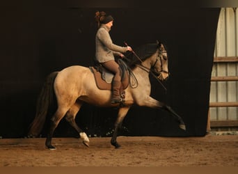Lusitanos, Caballo castrado, 6 años, 162 cm, Buckskin/Bayo